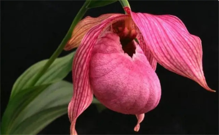 盘点世界上最稀有的10种花朵  你绝对没见过