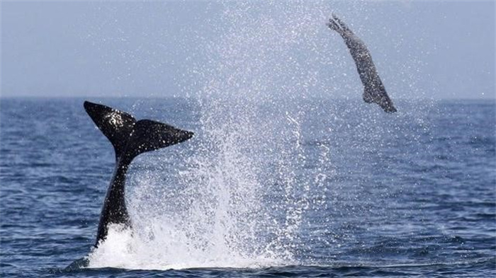 连大白鲨都吃的虎鲸  为何对人类如此友好  还能与人类合作捕鲸