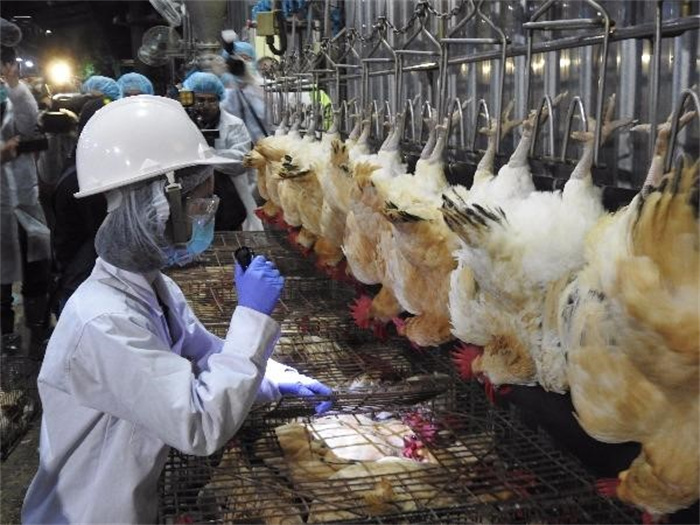 扑杀7700万只禽类 传播26年的禽流感病毒 为何致命性没有减弱