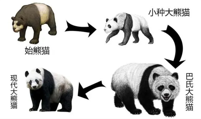 野生大熊猫有可能自行迁徙到邻国  从而成为不是中国独有物种吗