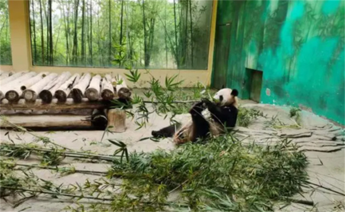 野生大熊猫有可能自行迁徙到邻国  从而成为不是中国独有物种吗