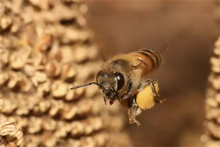 为什么与蜂王交尾的雄蜂都会很快死亡？如果没有阵亡，雄蜂会更惨