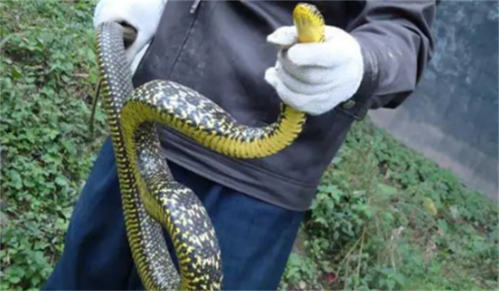 蛇究竟能长到多大  世界上最大的蛇真潜伏在秦岭的深山老林中吗