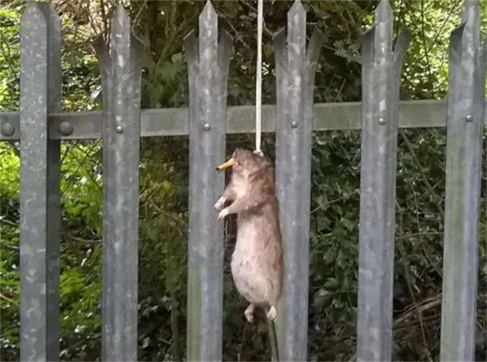 粮食被挖，老鼠会“气到”把自己挂在树杈上自杀，这是真的吗？