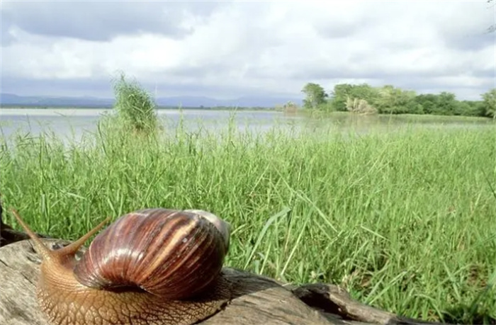 世界上常见的8种巨型蜗牛，你见过哪几种？