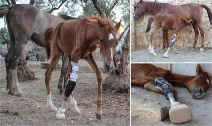 为什么马的腿断就只能死亡呢 四足动物失去一条腿意味着什么