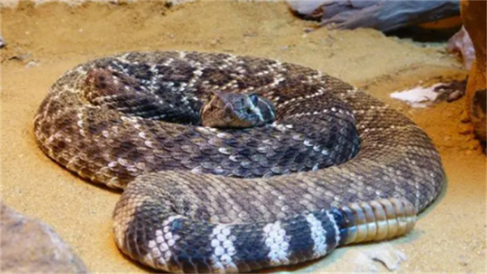 世界公认的体型较长的8种响尾蛇  你认识几种