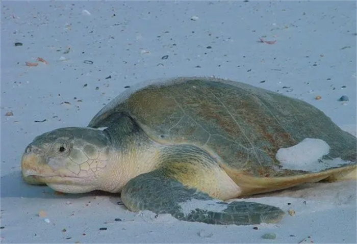 探索海洋奇观：见过这 8 种奇特的海龟吗？