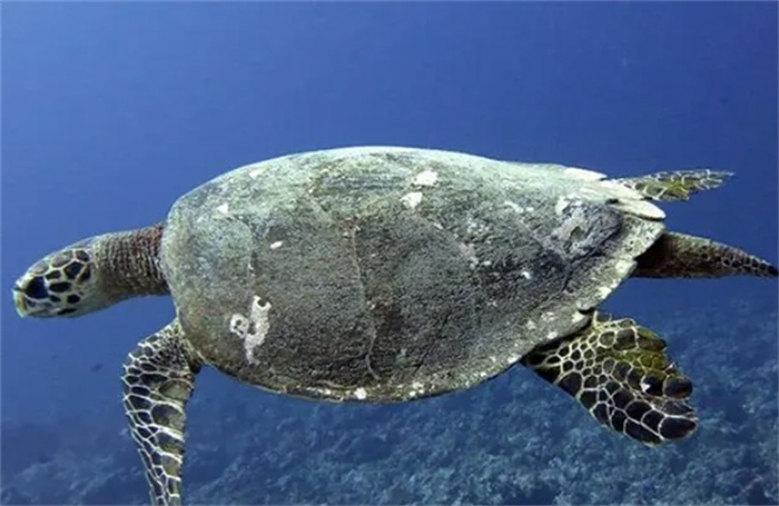 探索海洋奇观：见过这 8 种奇特的海龟吗？