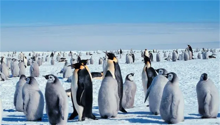 为什么北极没有企鹅  20世纪北极野化的69只企鹅  有存活下来吗