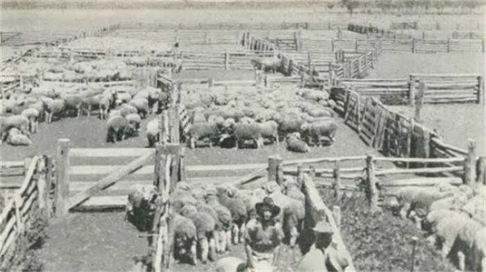 每年8000万吨  澳大利亚牛羊粪便泛滥成灾  只能进口屎壳郎来解决