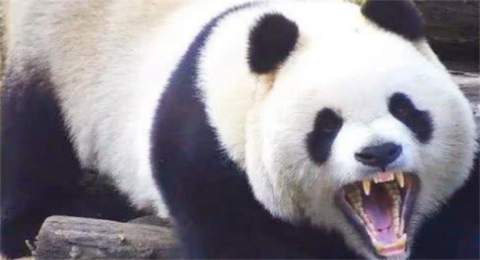 狮子和老虎为什么不吃大熊猫呢  真的是因为打不过吗