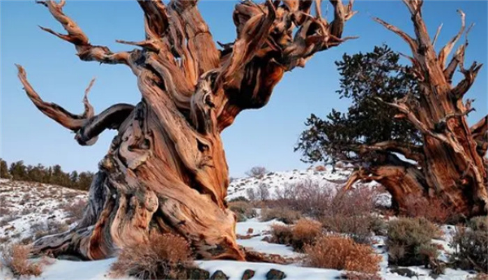 世界上10种最古老的树木  你听说过哪几个