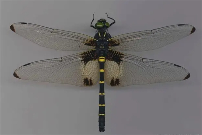 世界十大稀有的蜻蜓，十大珍贵蜻蜓品种