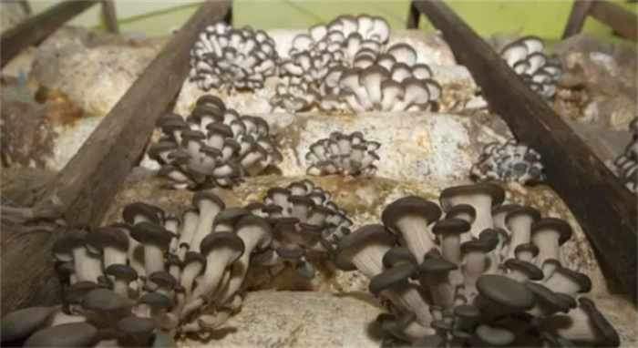末日菇  生长在切尔诺贝利的真菌  不仅耐高辐射  而且“吃”辐射