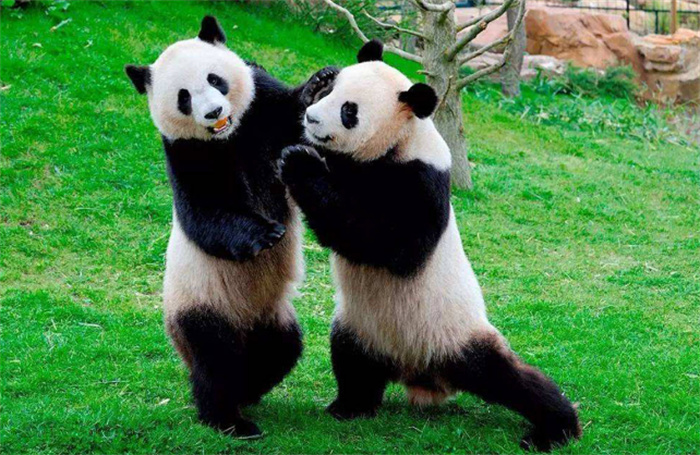大熊猫的战斗力很强 为啥会成为濒危物种（国宝熊猫）