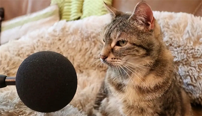 世界上最吵的猫 打呼噜声音超大（猫咪打呼噜）