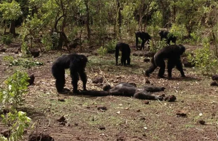 印度250只小狗被摔死，一只不剩，猴群为什么要赶尽杀绝？