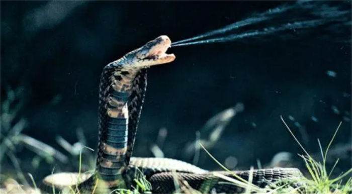 为什么有的蛇有毒  有的没有毒  蛇毒是怎么来的