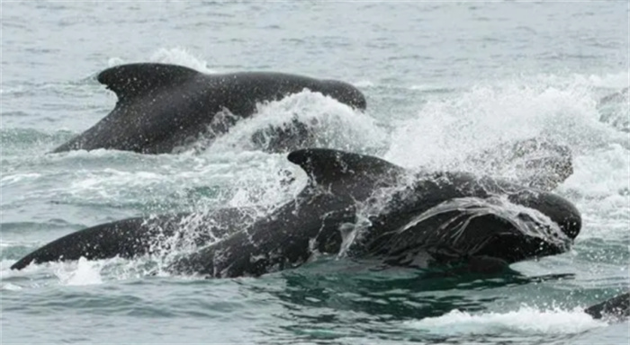 掏肝大白鲨  围捕蓝鲸  看到体型小的领航鲸  虎鲸为什么要逃跑
