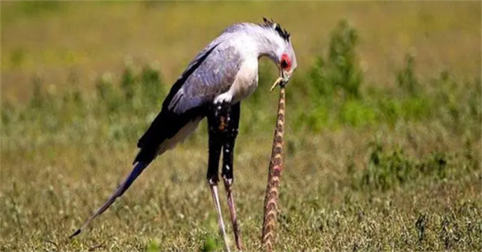 非洲毒蛇克星  蛇鹫有多厉害  使出连环踢  一脚昏迷  三脚就死亡