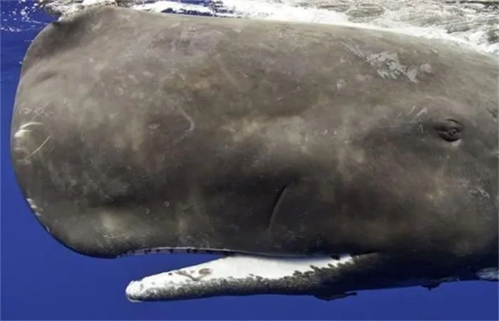 虎鲸是抹香鲸天敌吗？抹香鲸脑子大，脑油多，为何还被无情猎杀？