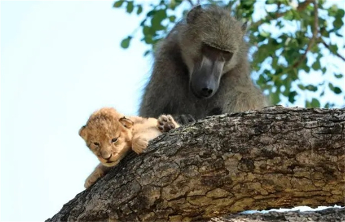 动物界的偷娃狂魔，狒狒常偷走狮子和豹幼崽，它为什么要这么做？
