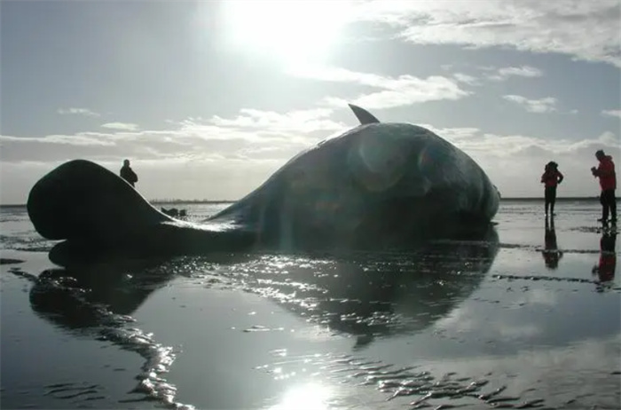 茫茫大海都不迷路  鲸鱼为什么会搁浅  搁浅后为什么没办法救它