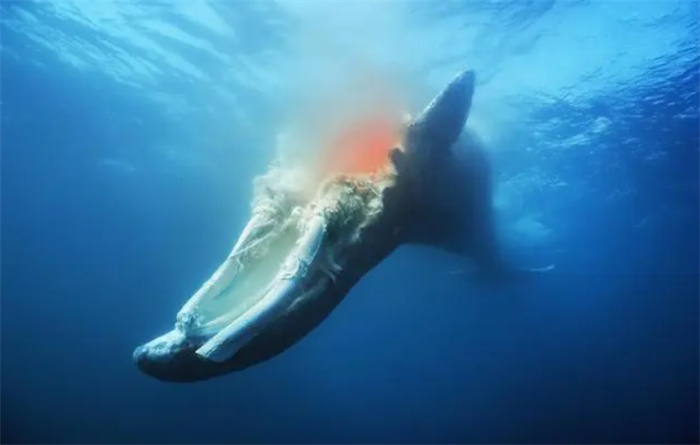 茫茫大海都不迷路  鲸鱼为什么会搁浅  搁浅后为什么没办法救它