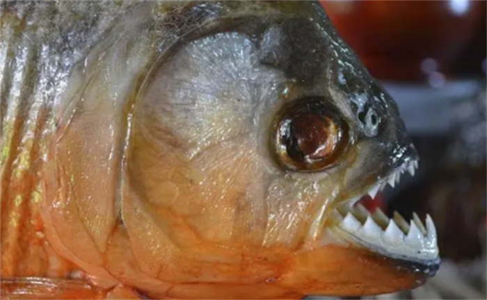 食人鱼这么可怕  为什么没有称霸亚马逊河流