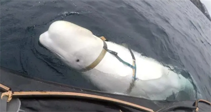 明明是一头白鲸，却被指责是俄罗斯的间谍，动物真的能参加战争吗