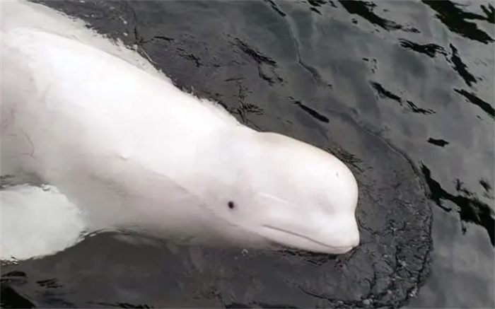 明明是一头白鲸，却被指责是俄罗斯的间谍，动物真的能参加战争吗
