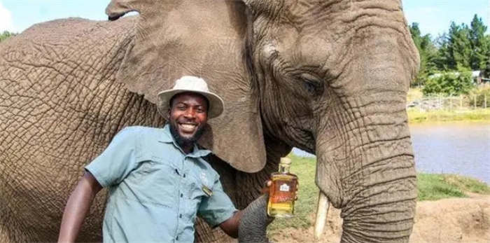 大象粪便制作的松子酒成为畅销奢侈品，南非急需熟练铲屎官