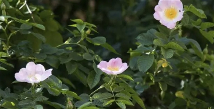 地球上最年长的十大生物，最老的200000岁了，或许窥见了长生奥秘