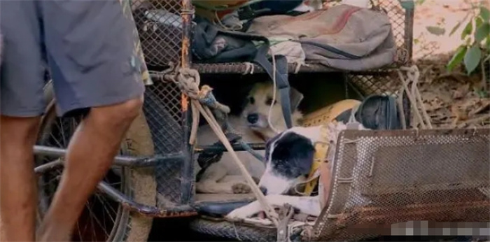 最鼓舞人心的爱狗人士，6年徒步14000公里，拯救500多条流浪狗