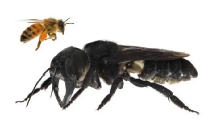 地球上最大的超级蜜蜂  和鸡蛋一样大  灭绝后又发现了1只
