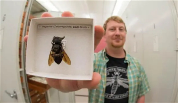 地球上最大的超级蜜蜂  和鸡蛋一样大  灭绝后又发现了1只