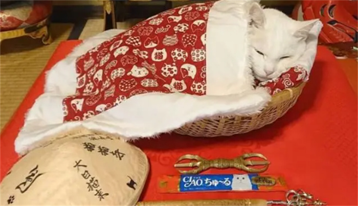 奇葩的“猫神殿”  主持和僧侣都是猫咪  供奉着“大日猫来”
