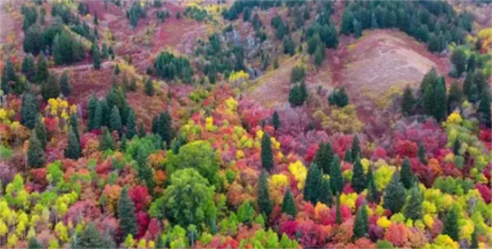 全球最美秋色地图  根据研究  今年最美秋色将在美国达到顶峰