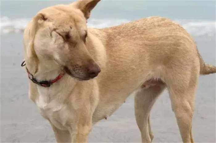 世界上命最硬的狗  传奇犬玛吉