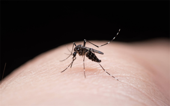 转基因害虫的到来 美国释放上亿只蚊子（人造蚊子）