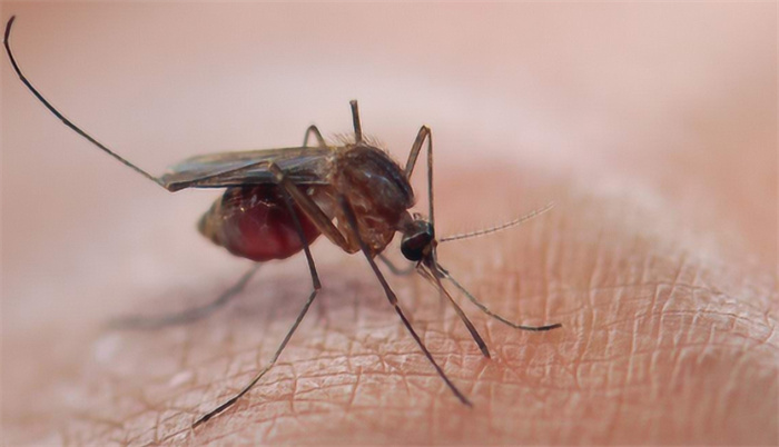 转基因害虫的到来 美国释放上亿只蚊子（人造蚊子）