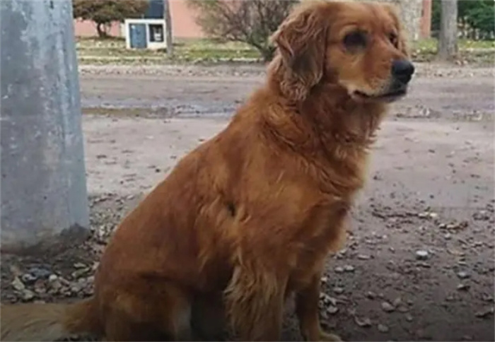 阿根廷“忠犬八公”：在警察局外等了一年，就为等主人出来