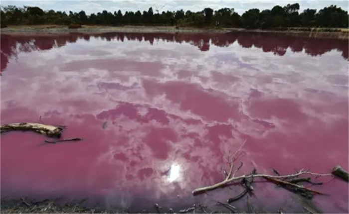 澳大利亚的粉红湖：世界上最浪漫的湖泊  湖水都是玫瑰色
