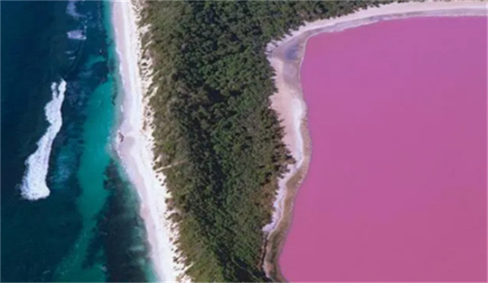 澳大利亚的粉红湖：世界上最浪漫的湖泊  湖水都是玫瑰色