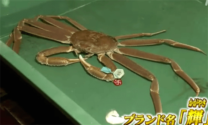 世界上最贵的螃蟹 价值500万日元(昂贵螃蟹)
