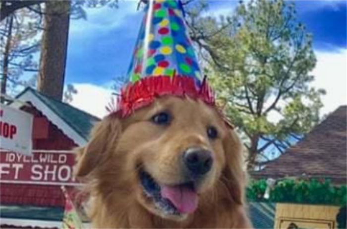旅游奇闻：一条狗当选美国加州小镇的市长  未来打算竞选总统