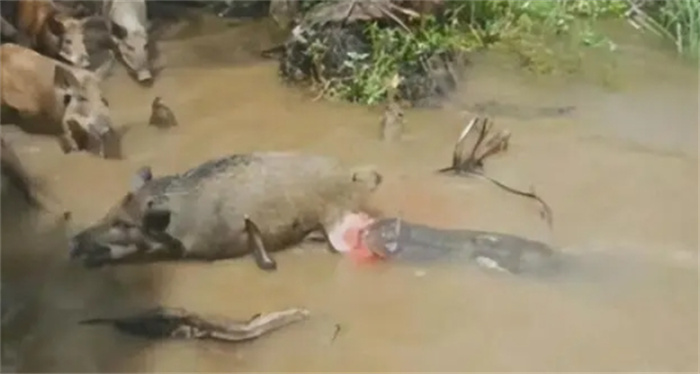 鳄鱼试图偷袭锁喉野猪的老虎，却被反制，被按在地上摩擦
