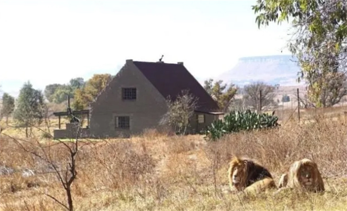 世界上最危险的度假屋：周围是77只狮子，中间只隔着一个围栏