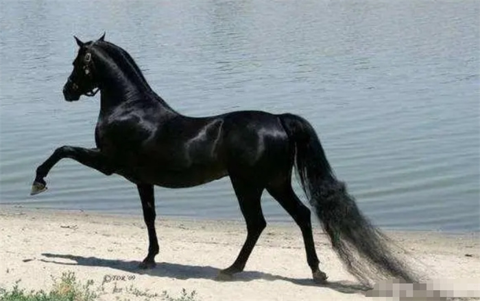 世界上最漂亮的马：颠覆你的三观，跑出了六亲不认的步伐